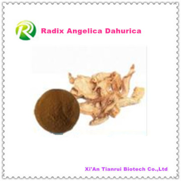 Extracto de planta natural de alta calidad Radix Angelica Dahurica en polvo